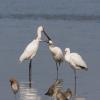 Eurasian Spoonbill